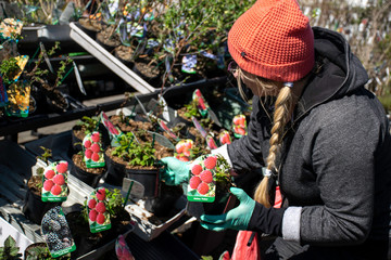 Naklejka premium Female customer with braid choosing raspberry cutting in garden store in Wrocław, Poland.