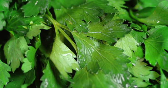 Fresh washed parsley for the salad.
