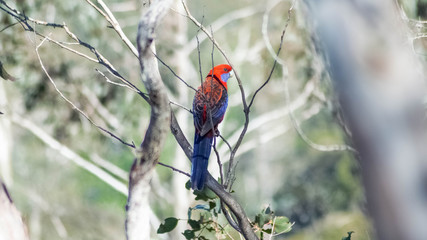 Crimson Rosella, Australian parrot