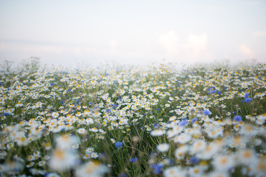 field of daisies