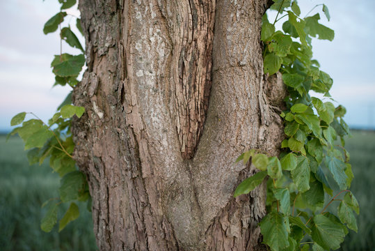 Abstract detail of a tree
