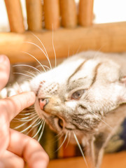White stripped tabby cat on chair