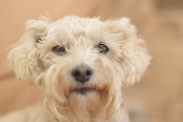 White poodle dog starring