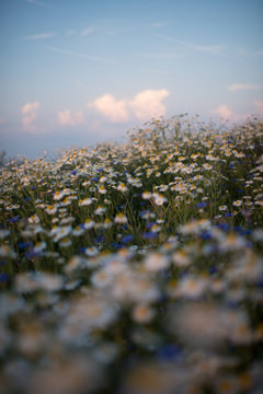 Clouds over flowers