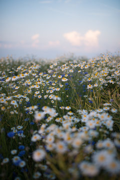 sunset over the field