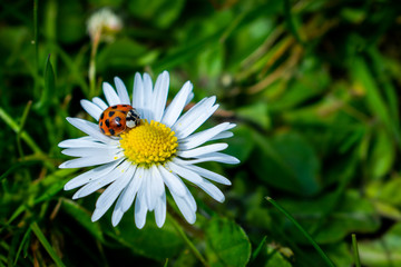 Obraz premium Harlequin ladybird sitting on a daisy flower surrounded by green grass and leaves, a non-native invasive species originating from Asia, voracious predator bug causing negative impact on wildlife.