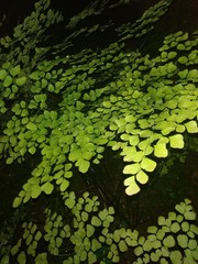 garden, green, textures