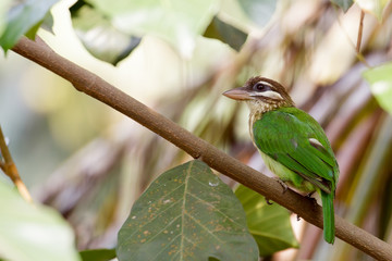White-cheeked barbet perched on a tree branch in Thiruvananthapuram, Kerala, India