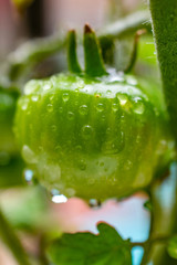 tomato plant grow crop green macro