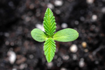 hemp flower sprout cannabis low thc legal