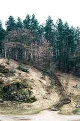 Rocks and trees on them