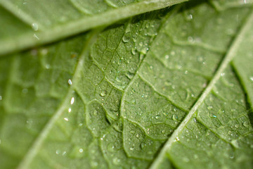 Bean Leaves macro with water droplets in garden sprouting