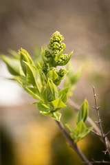 yellow flowers on a green background