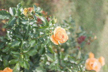 orange rose in garden