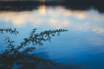 Branch of a spiny bush silhouetted against blue lake reflections in San Luis, Argentina.