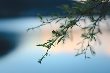 Spines and leaves of a needle bush (Vachellia farnesiana) in San Luis, Argentina. Close up detail.