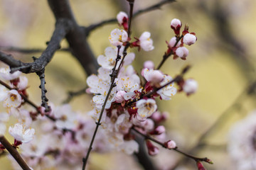 Apricot tree fairy flowers soft focus. Spring pink flowers on apricot tree branch close up