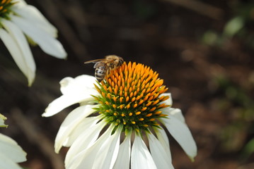 Honey Bee close up