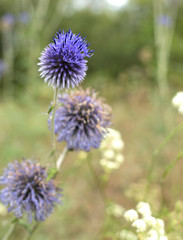 Purple flowers in nature. Beautiful blue globe thistle with wasp in a garden, close up.Echinops banaticus Blue Glow Globe Thistle.