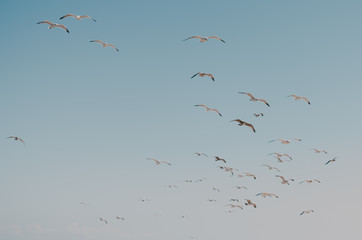 Birds