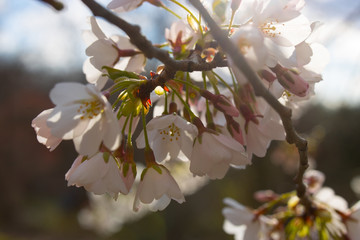 cherry tree blossom