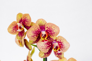 Phalaenopsis yellow red stripe x hybrid Orchid flower bloom with soft focus and yellow background. Floral tropical design element for cosmetics, perfume, beauty care products.