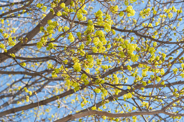 Maple tree branches covered in springtime flowers with blue sky background