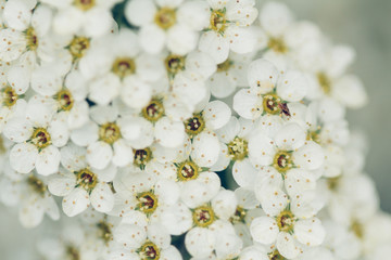 Spiraea cinerea grefsheim bloom in garden closeup