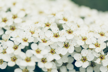 Spiraea cinerea grefsheim bloom in garden closeup