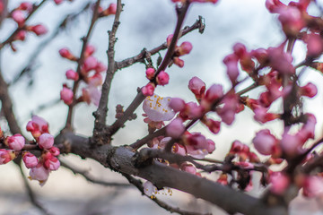 Spring pink Apricot flowers on a tree branch. Apricot tree blooming close up