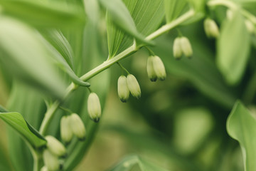 Solomon seal bud in garden closeup