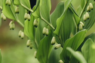 Obraz premium Solomon seal bud in garden closeup