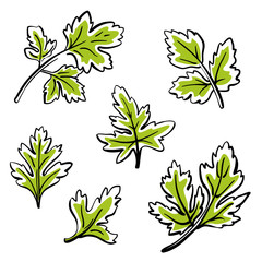 Parsley leaves. Colorful sketch collection of vegetables and herbs isolated on white background. Doodle hand drawn vegetable icons. Vector illustration