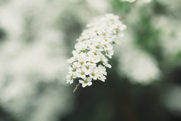 Spiraea cinerea grefsheim bloom in garden closeup