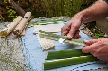Papyrus paper artisan in Syracuse cutting the stem of a papyrus plant to obtain thin strips - 340437530