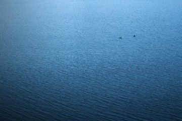 Two ducks swimming in the vastness of lake Potrero de los Funes, in San Luis, Argentina.