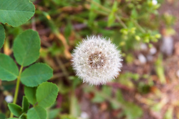 Close-up of a dandelion in the forest