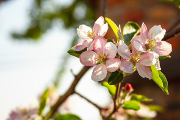 Branches of a blossoming apple tree close-up