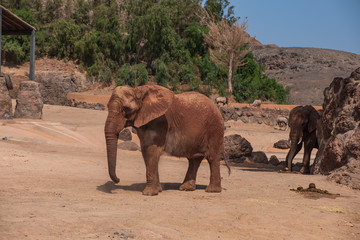 Fototapeta premium Elephant in the zoo on Fuerteventura island, Canary Islands, Spain. October 2019