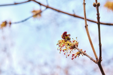 swollen kidney on a tree
