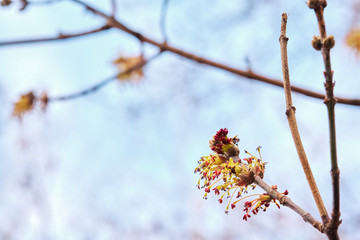 swollen kidney on a tree