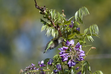 Hummingbird in Spring
