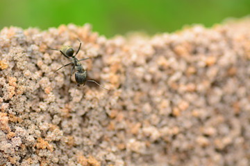 ant nest closeup for wild life