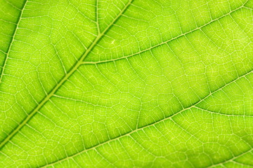 macro and close up of green leaf background