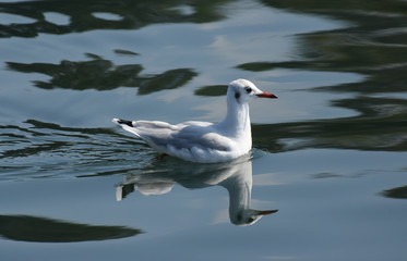 Fototapeta premium Gaviota