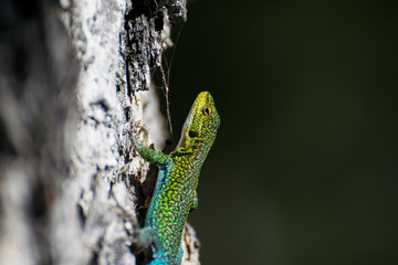 Lagartija 
