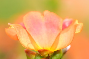 Fototapeta premium closeup for blooming orange flowers in nature