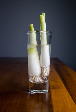 Green onion or scallion are the easiest food scrap to regrow. Just take the leftover green onion roots, drop them in a glass with enough water to cover them.  Example of simple indoor gardening.