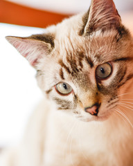 White stripped tabby cat in the living room