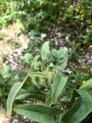 grasshopper on a flower